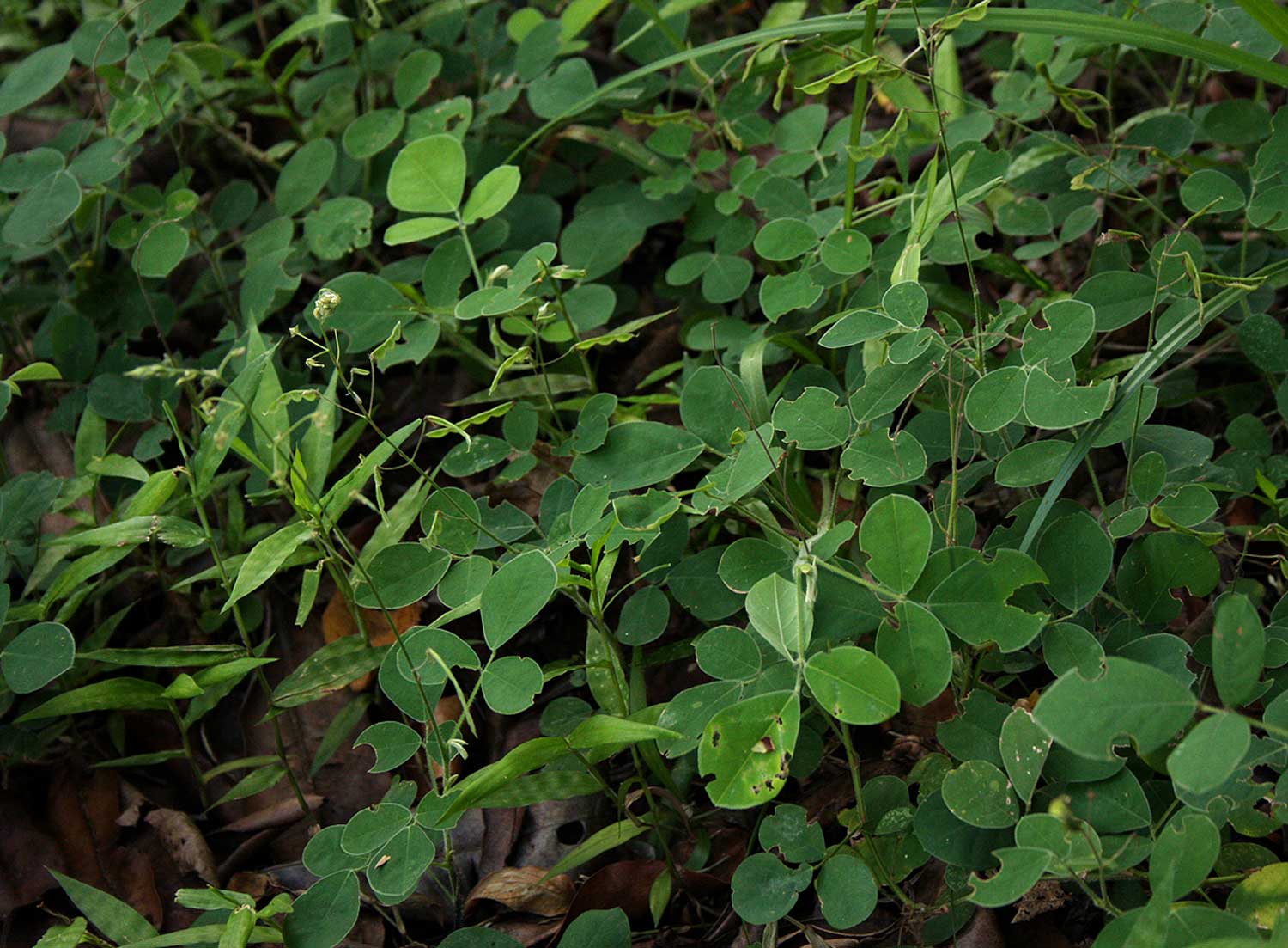 Grona adscendens Grona adscendens