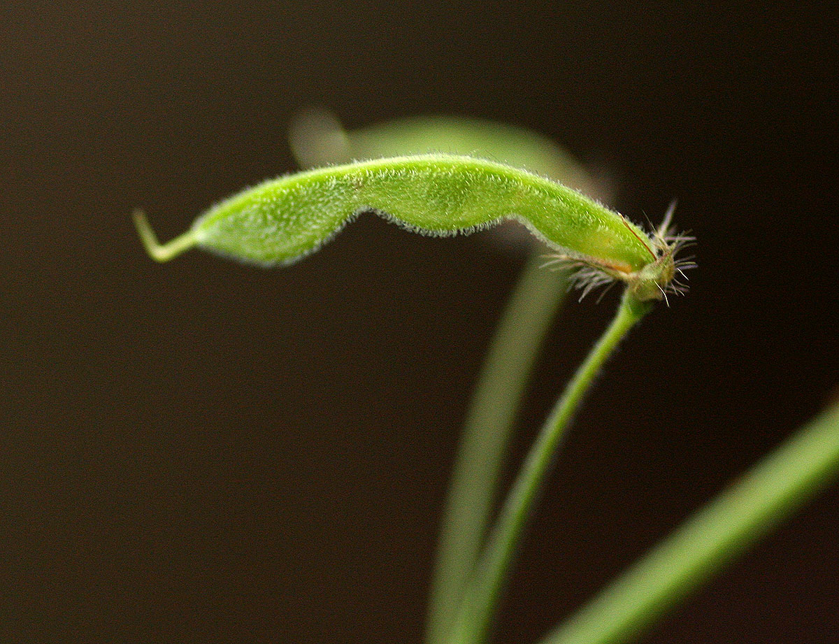 Grona adscendens Grona adscendens