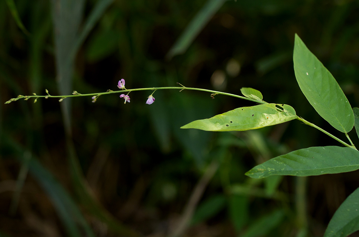 Pleurolobus gangeticus