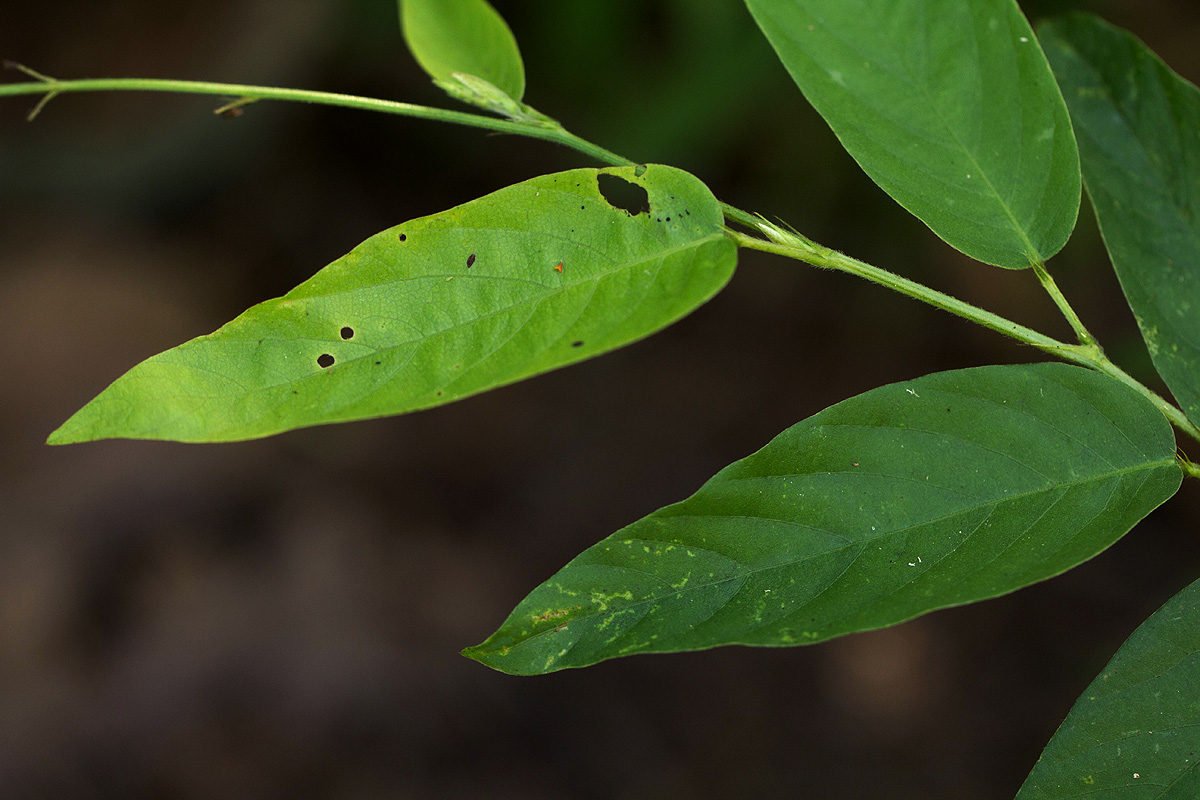 Pleurolobus gangeticus