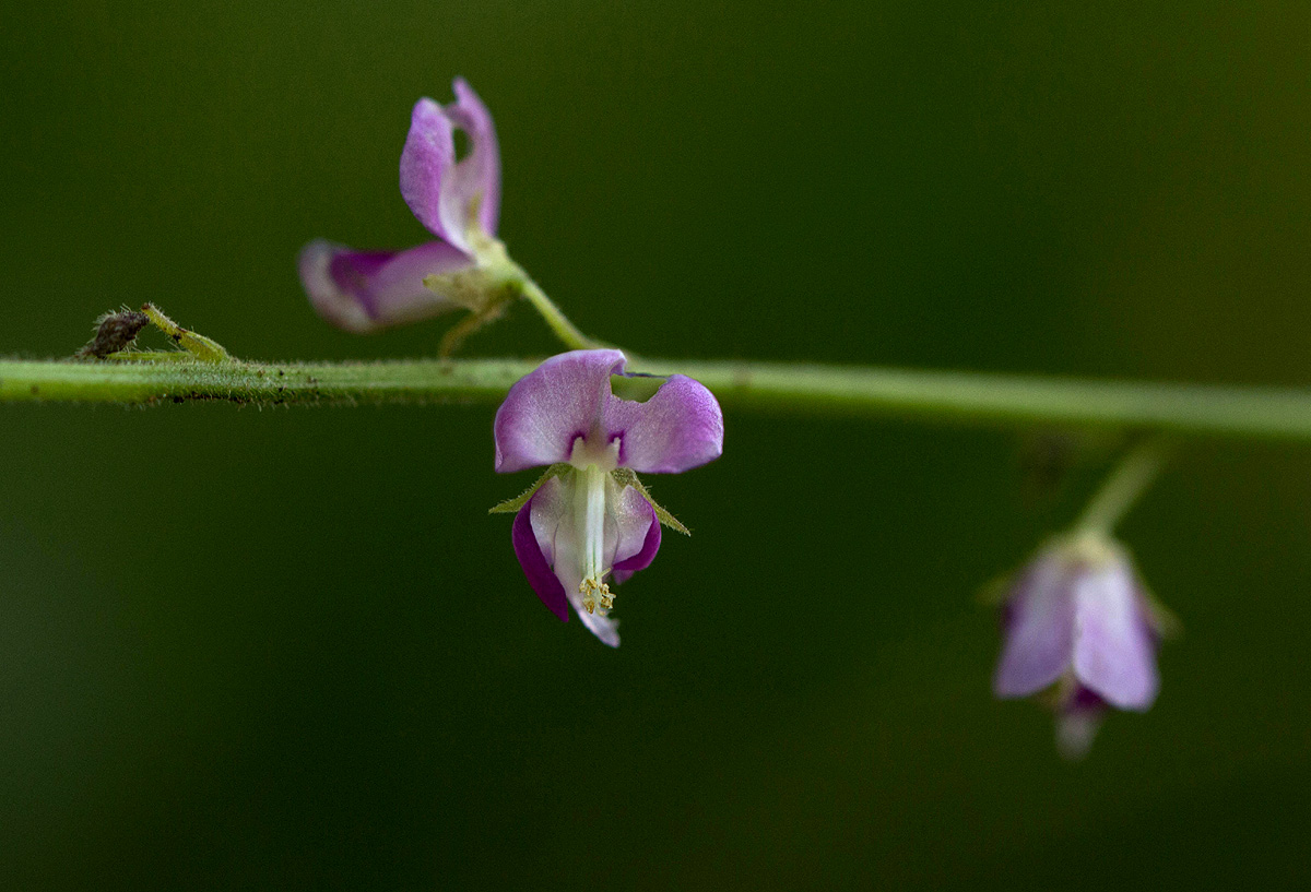 Pleurolobus gangeticus