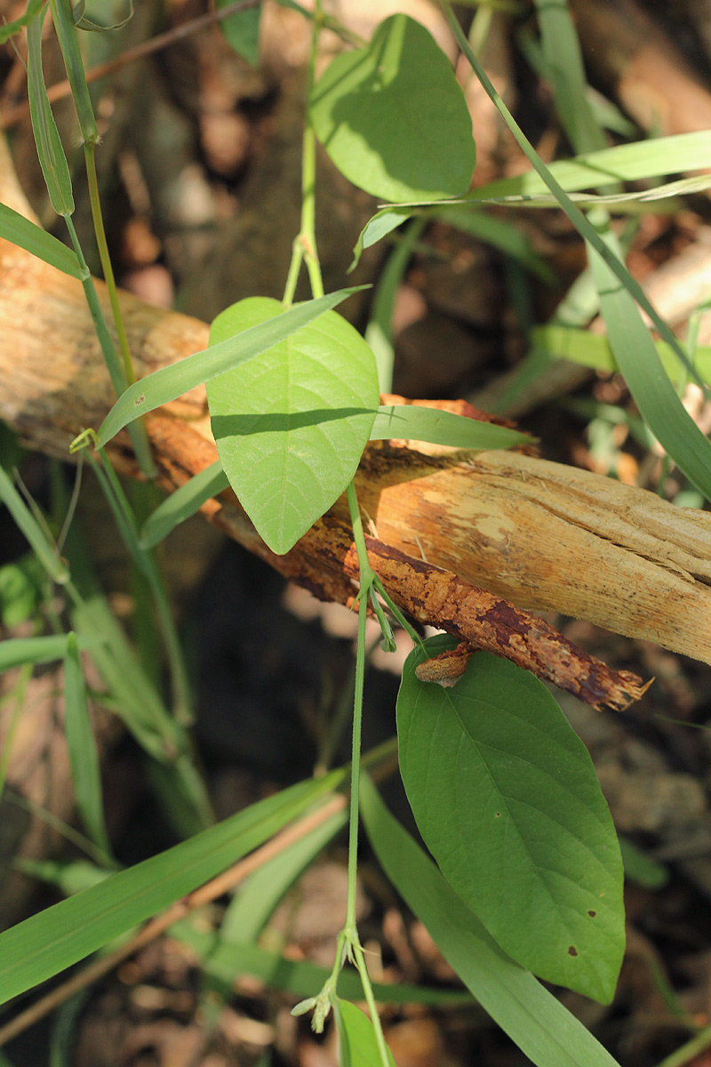 Pleurolobus gangeticus