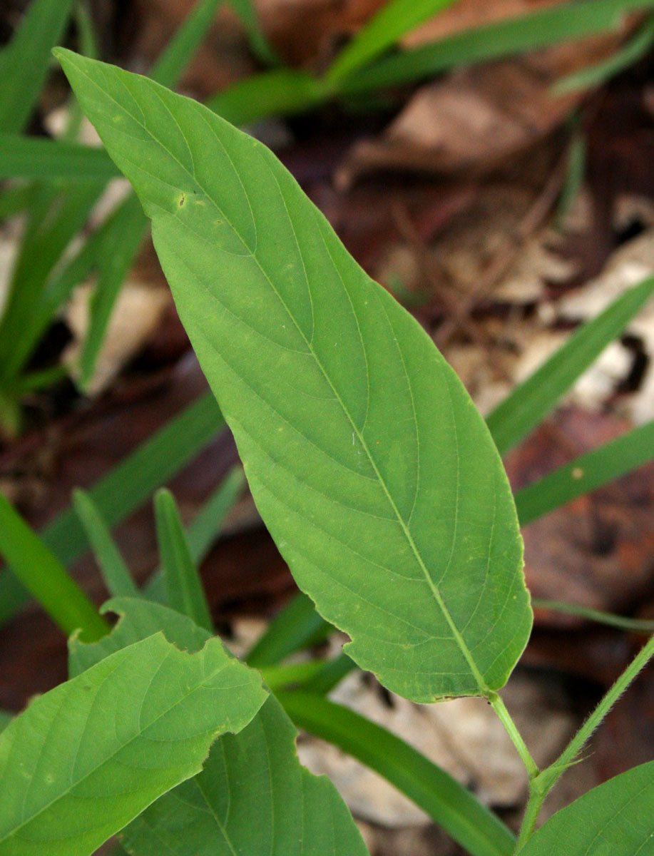 Pleurolobus gangeticus Pleurolobus gangeticus
