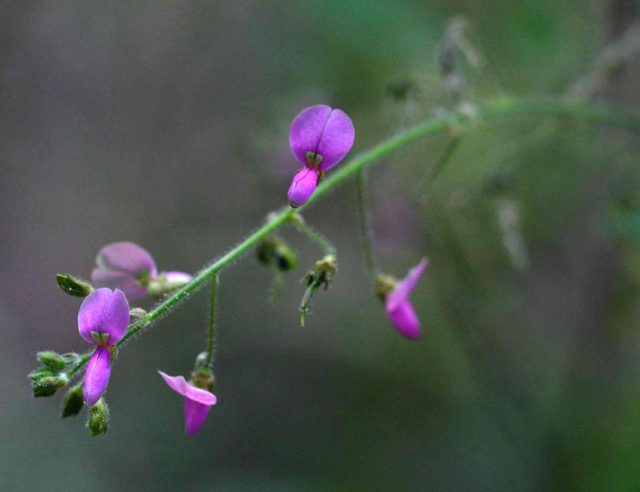 Desmodium tortuosum Desmodium tortuosum
