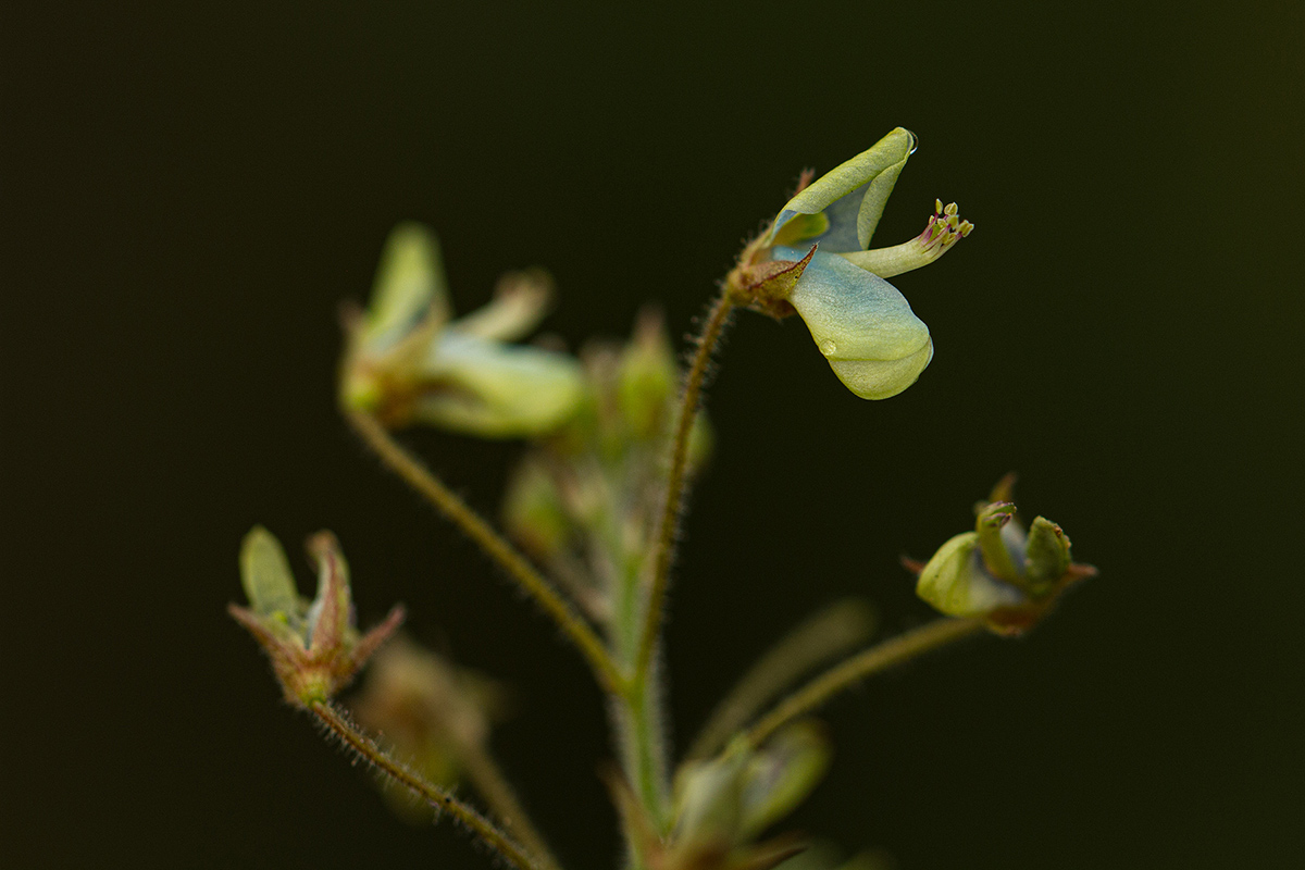 Desmodium tortuosum Desmodium tortuosum
