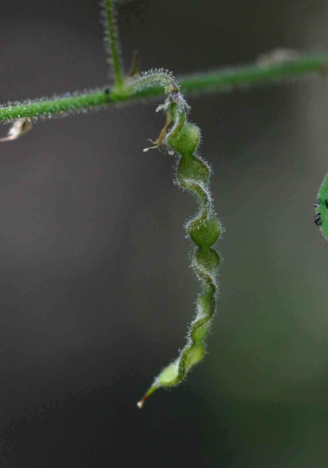Desmodium tortuosum Desmodium tortuosum