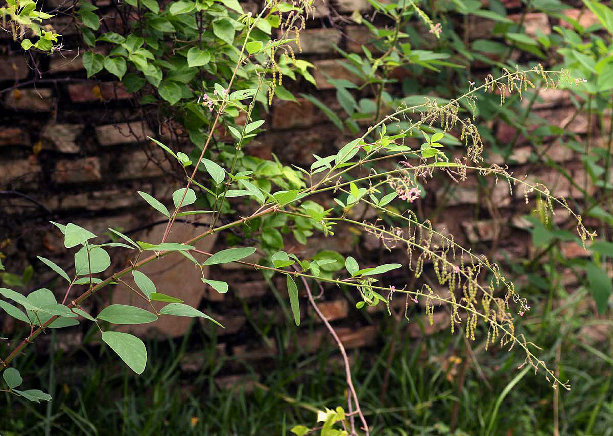 Desmodium tortuosum Desmodium tortuosum