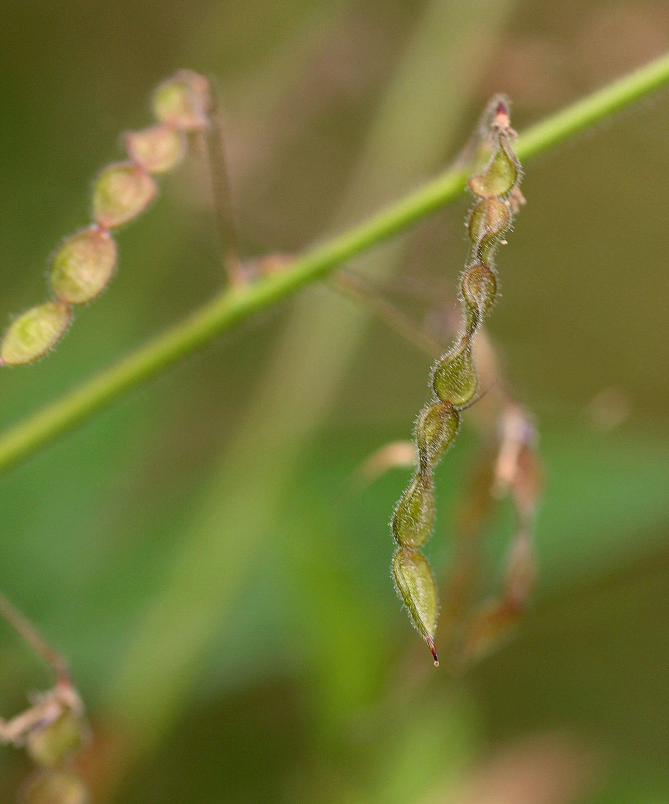 Desmodium tortuosum Desmodium tortuosum