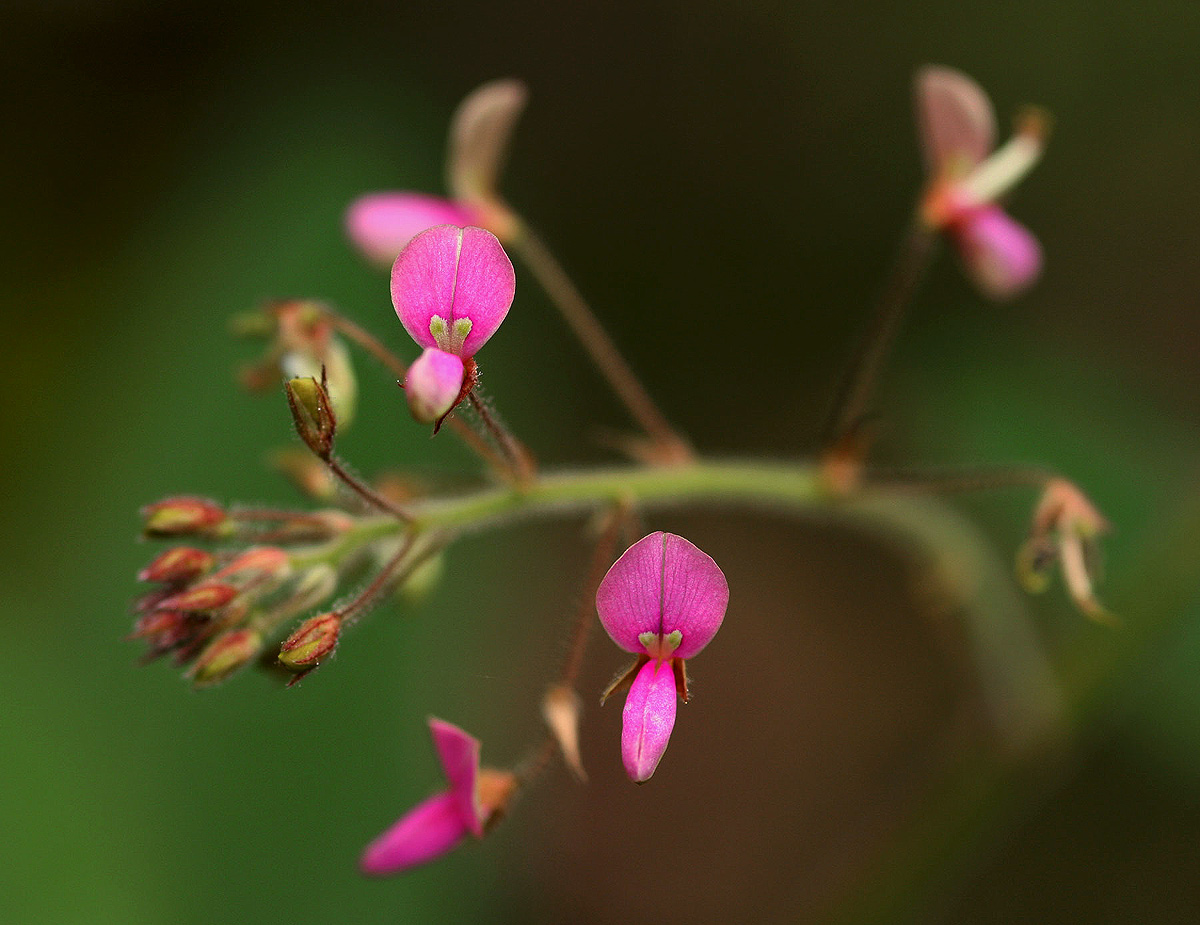 Desmodium tortuosum Desmodium tortuosum