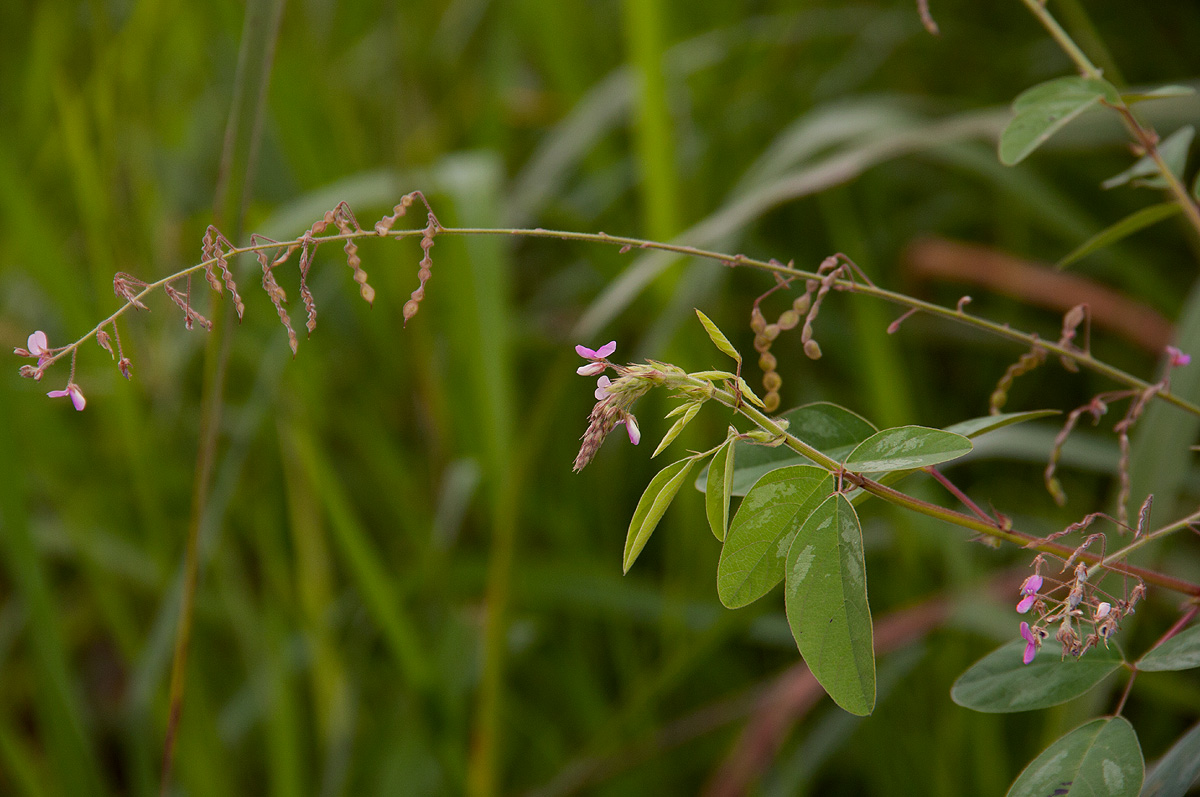 Desmodium tortuosum Desmodium tortuosum