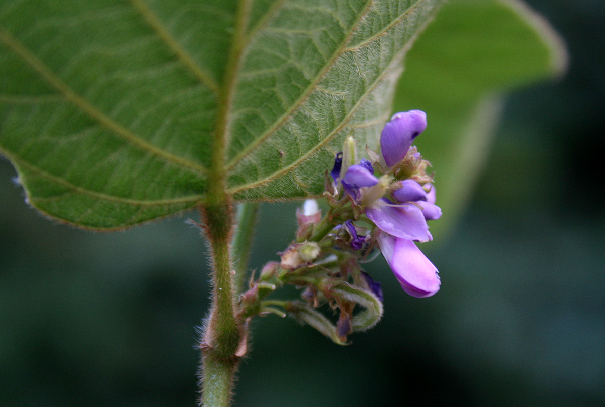 Polhillides velutina