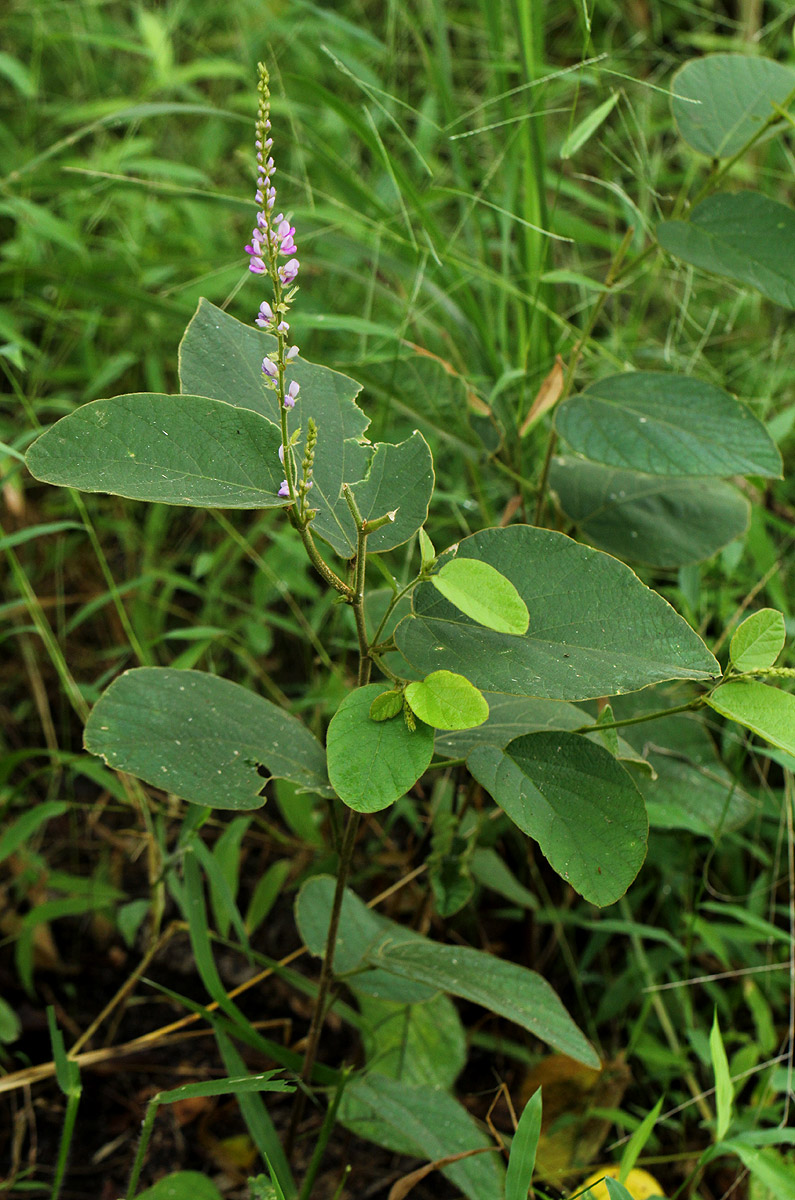 Polhillides velutina