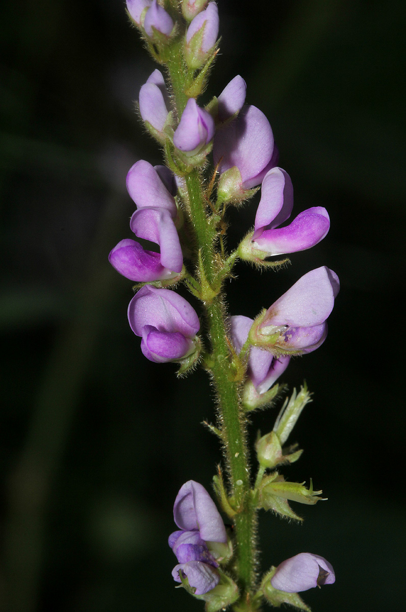 Polhillides velutina