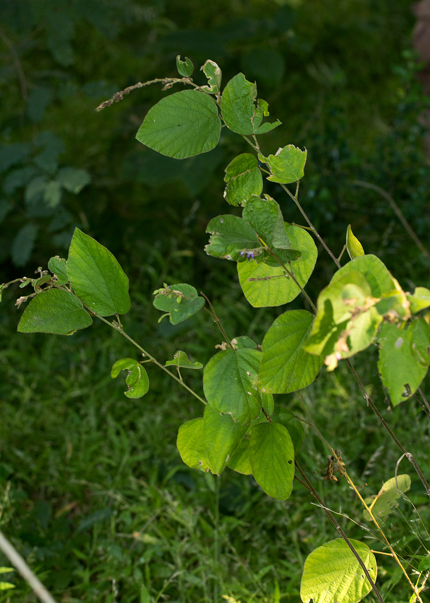 Polhillides velutina Polhillides velutina