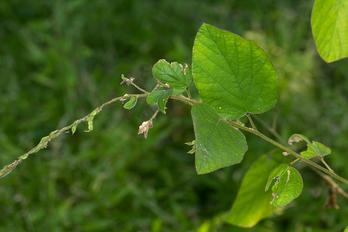 Polhillides velutina