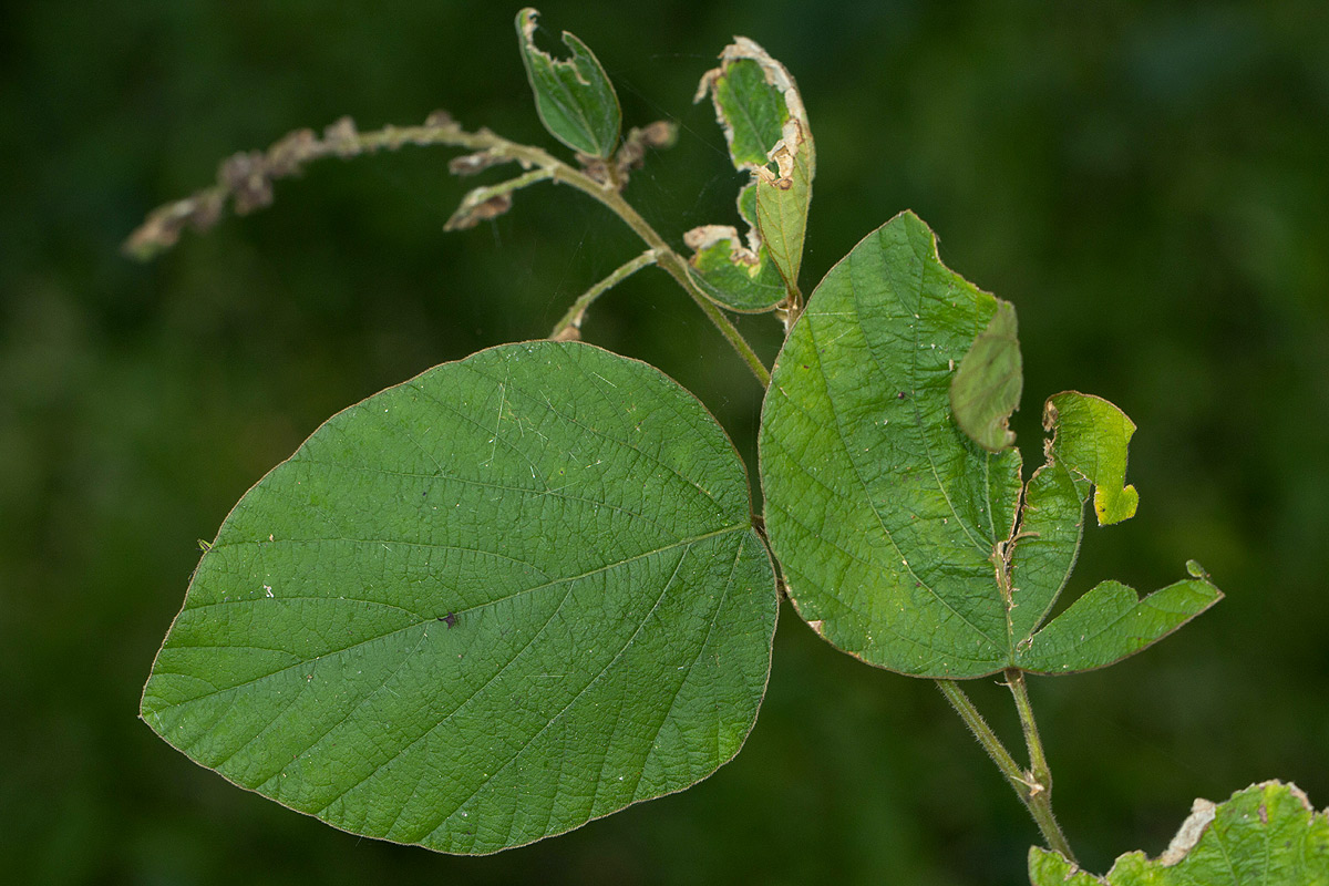 Polhillides velutina