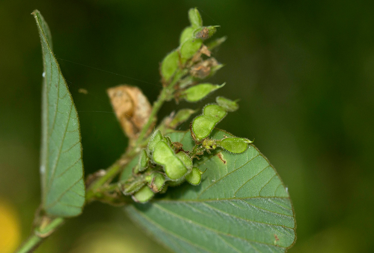 Polhillides velutina