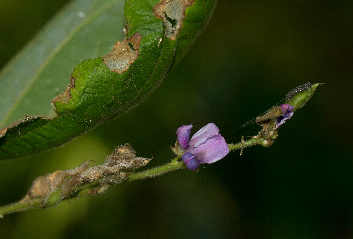 Polhillides velutina