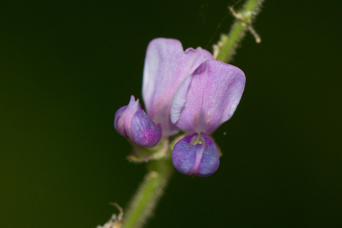 Polhillides velutina