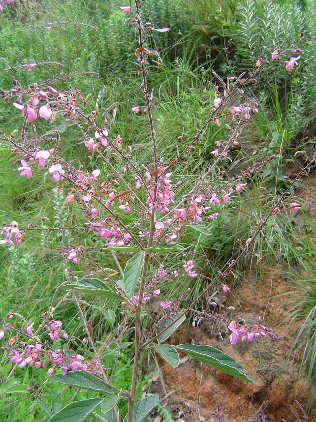 Pseudarthria hookeri var. hookeri