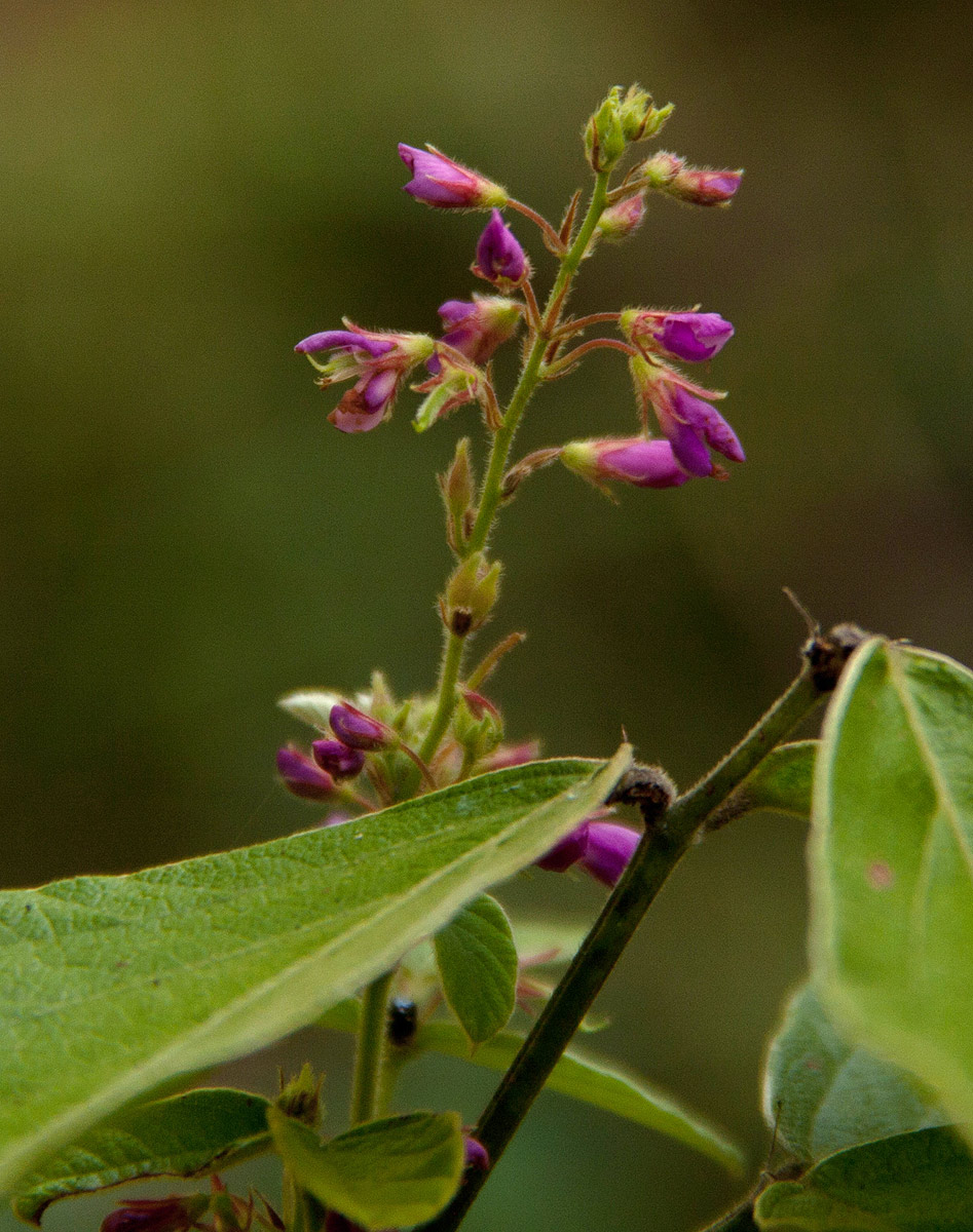 Pseudarthria hookeri var. hookeri