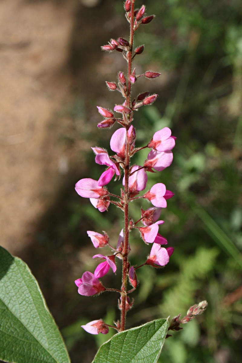 Pseudarthria hookeri var. hookeri