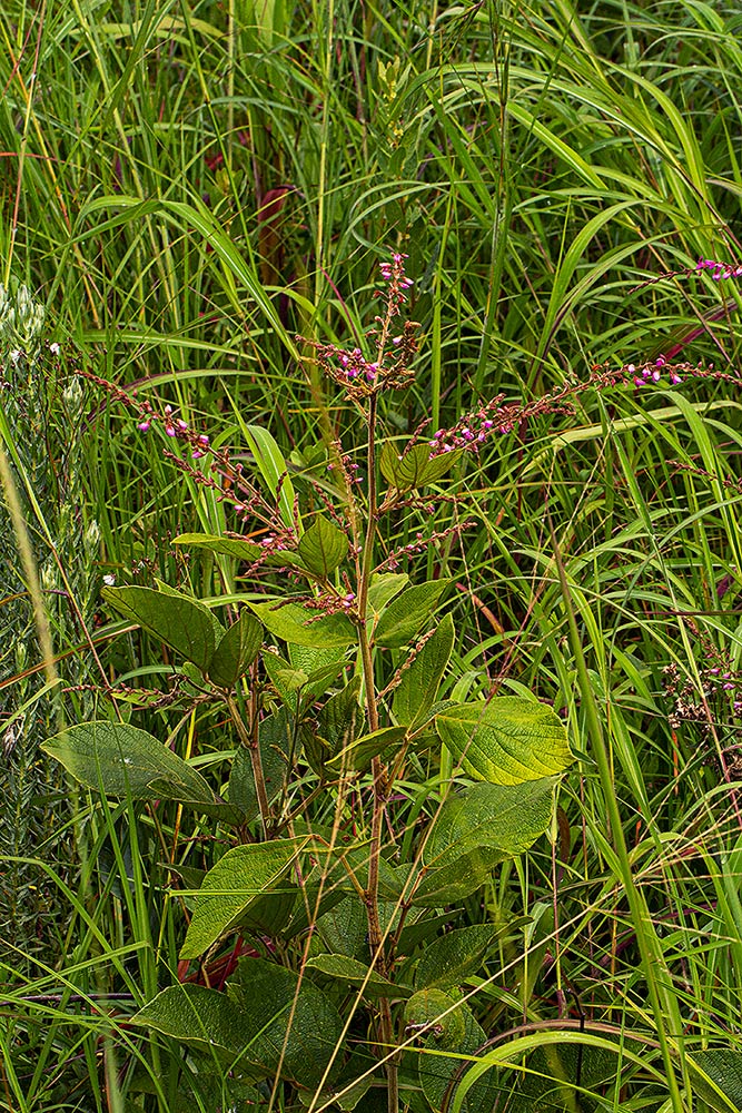 Pseudarthria hookeri var. hookeri