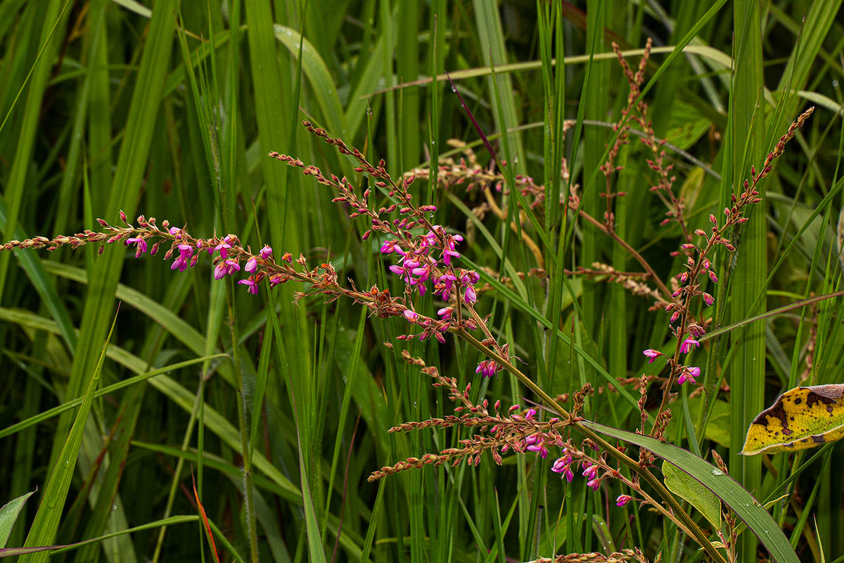 Pseudarthria hookeri var. hookeri