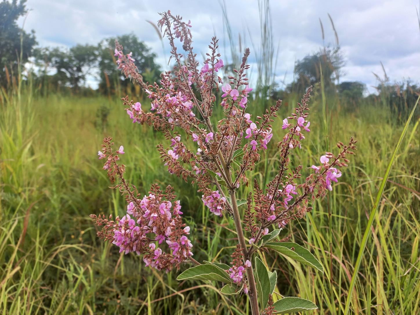 Pseudarthria hookeri var. hookeri Pseudarthria hookeri var. hookeri