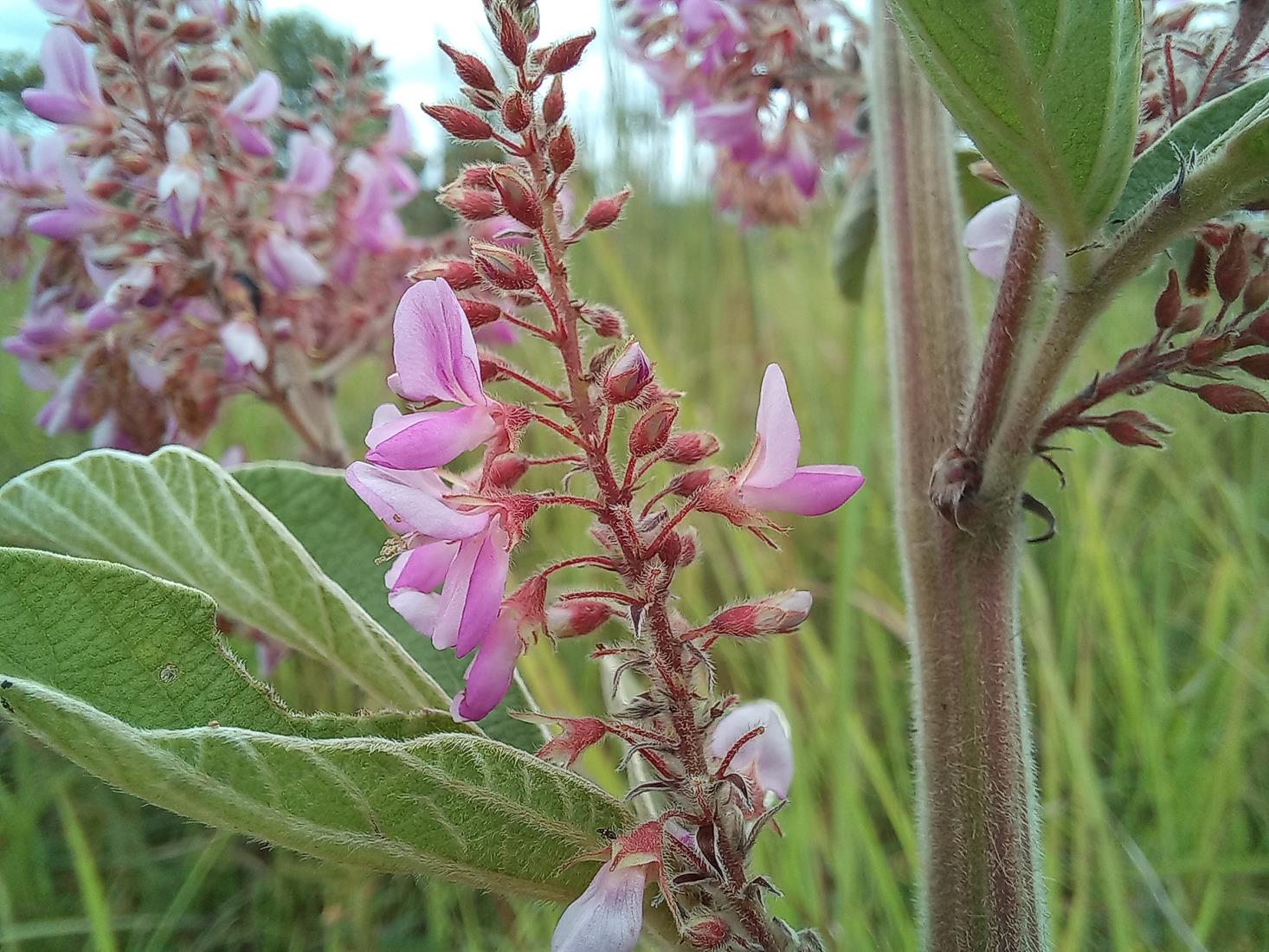 Pseudarthria hookeri var. hookeri Pseudarthria hookeri var. hookeri