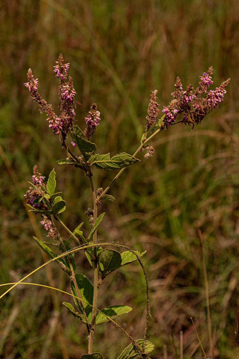 Pseudarthria hookeri var. hookeri Pseudarthria hookeri var. hookeri