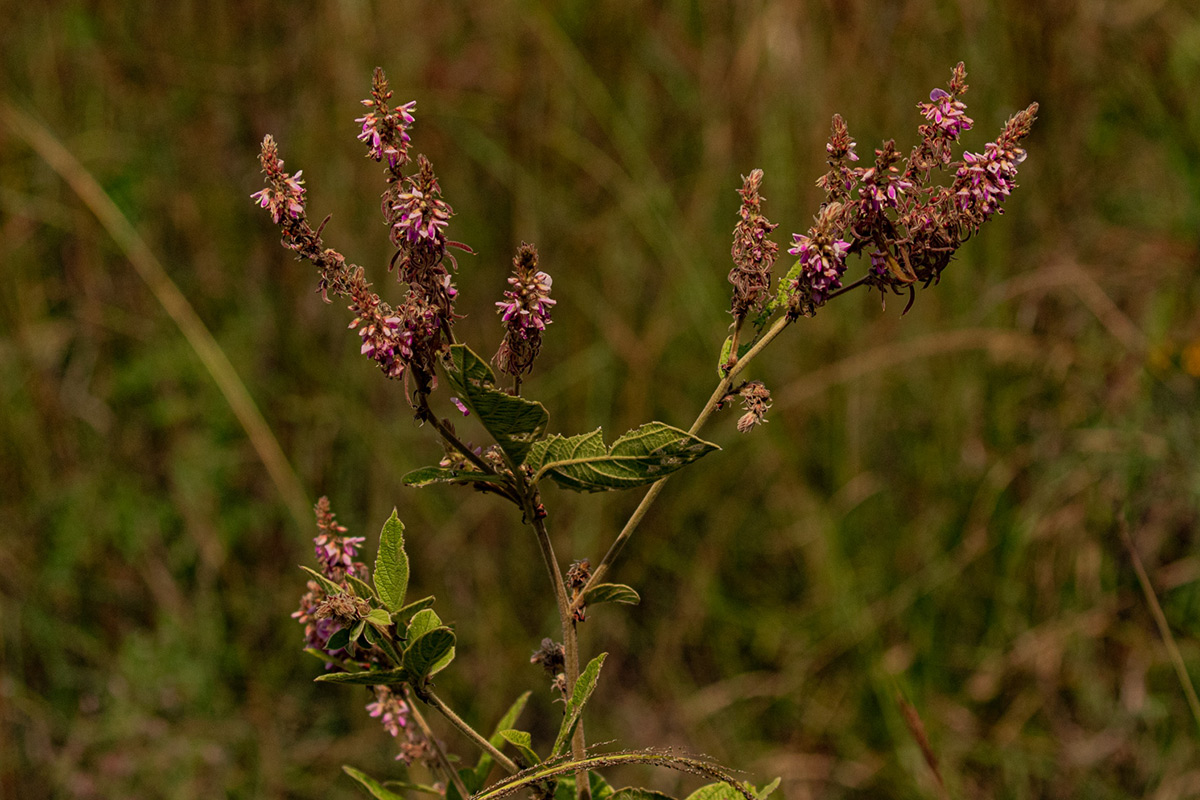 Pseudarthria hookeri var. hookeri Pseudarthria hookeri var. hookeri