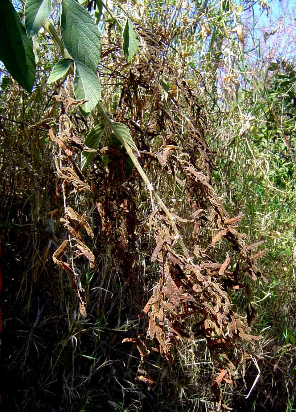 Pseudarthria hookeri var. hookeri