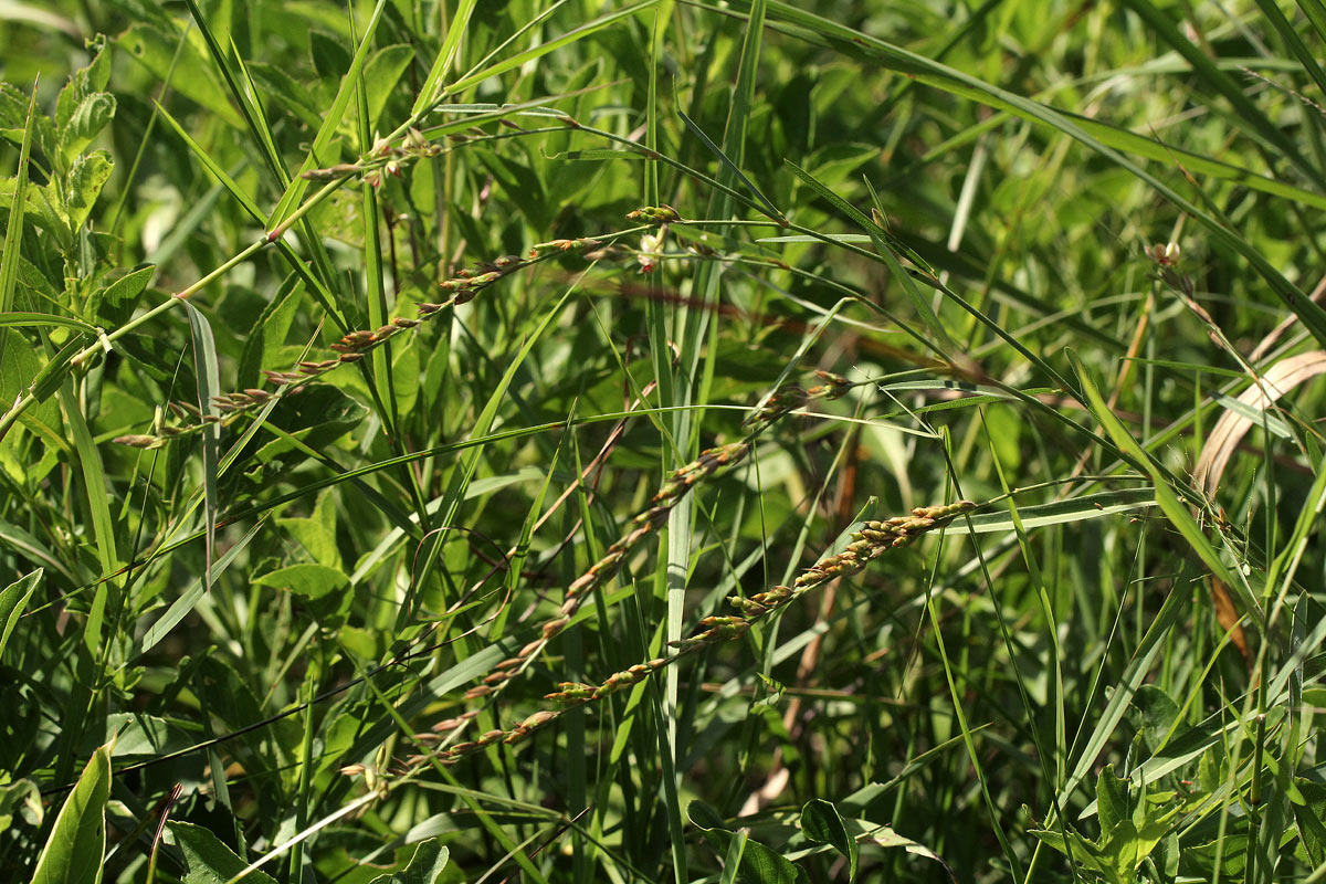 Alysicarpus glumaceus subsp. glumaceus