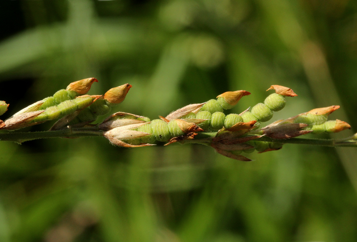 Alysicarpus glumaceus subsp. glumaceus