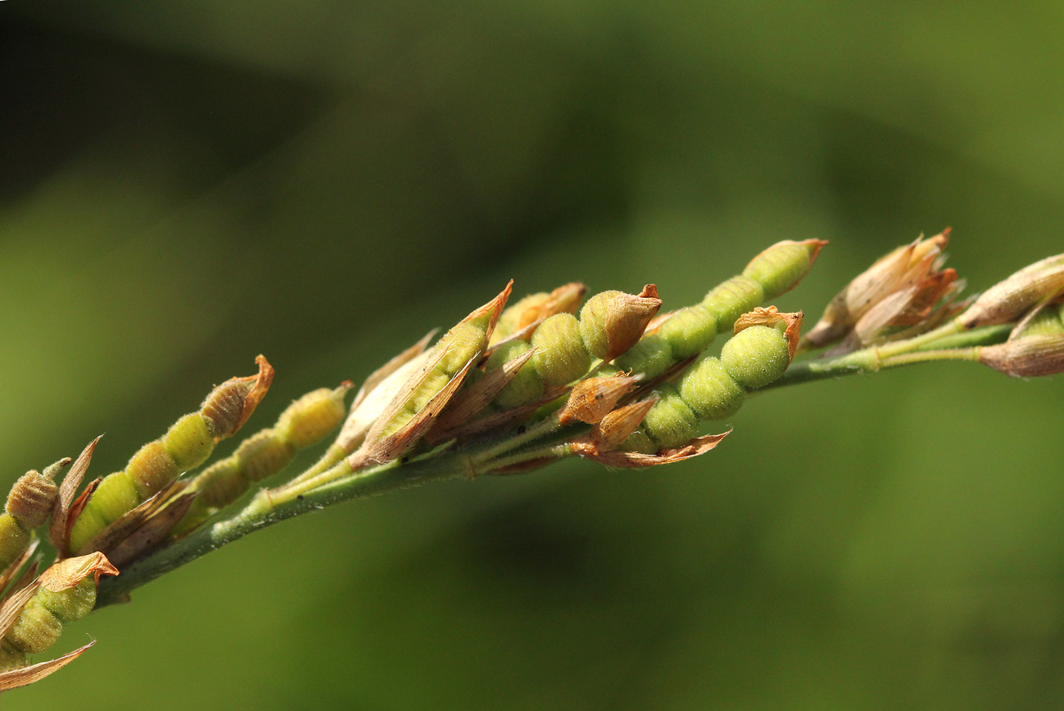 Alysicarpus glumaceus subsp. glumaceus