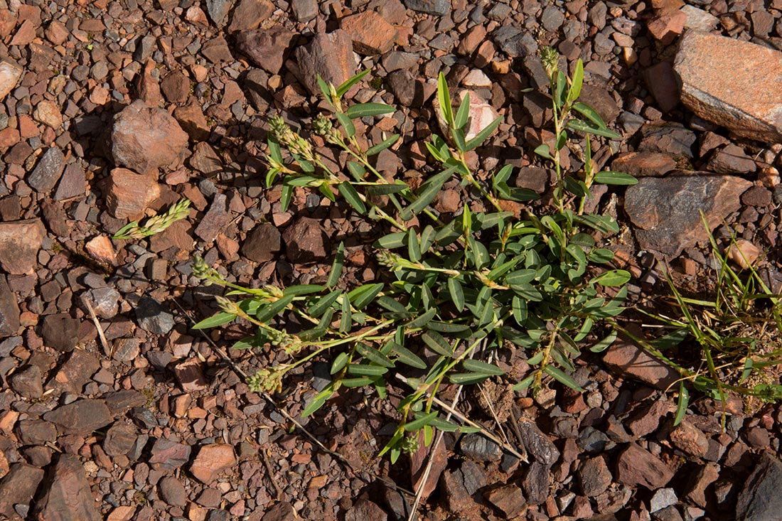 Alysicarpus rugosus subsp. perennirufus