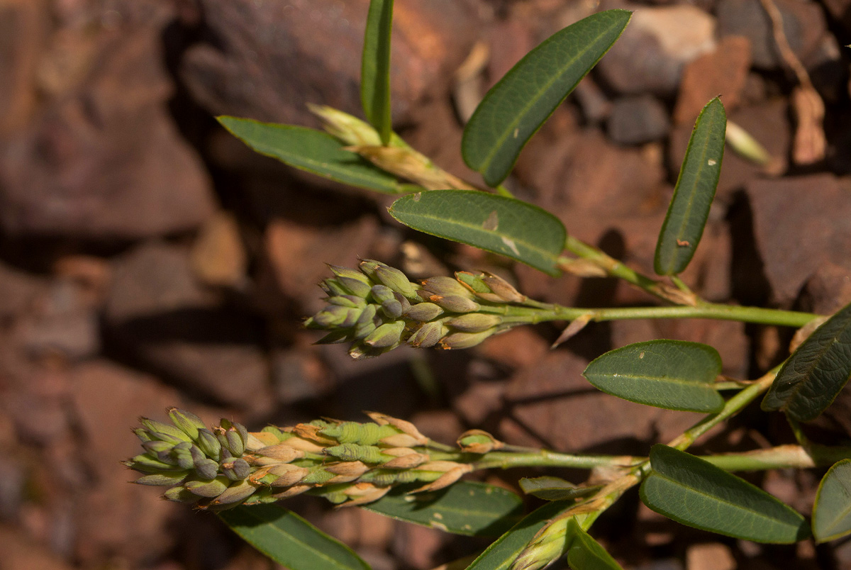 Alysicarpus rugosus subsp. perennirufus