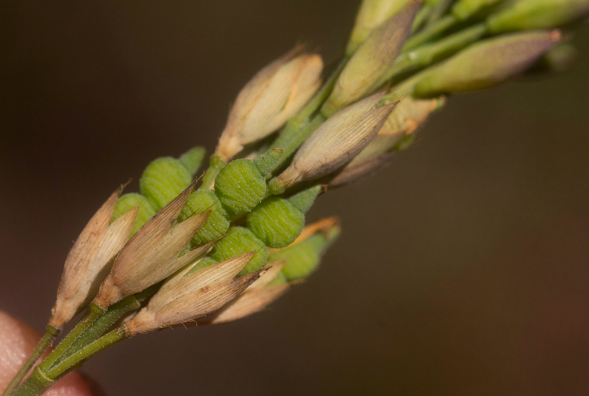 Alysicarpus rugosus subsp. perennirufus