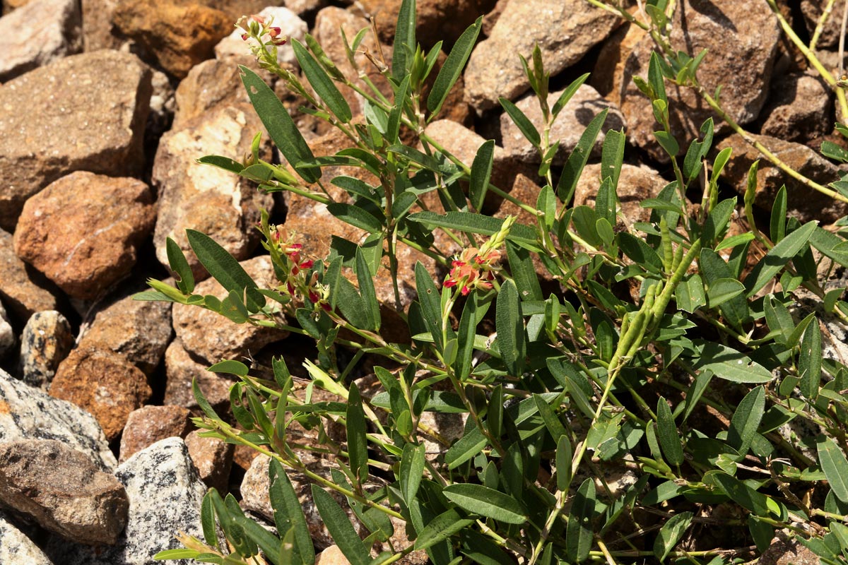 Alysicarpus vaginalis var. vaginalis