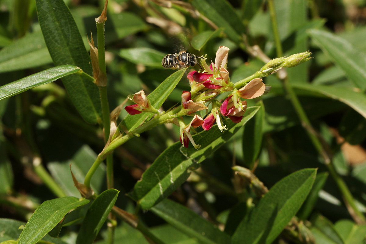Alysicarpus vaginalis var. vaginalis Alysicarpus vaginalis var. vaginalis