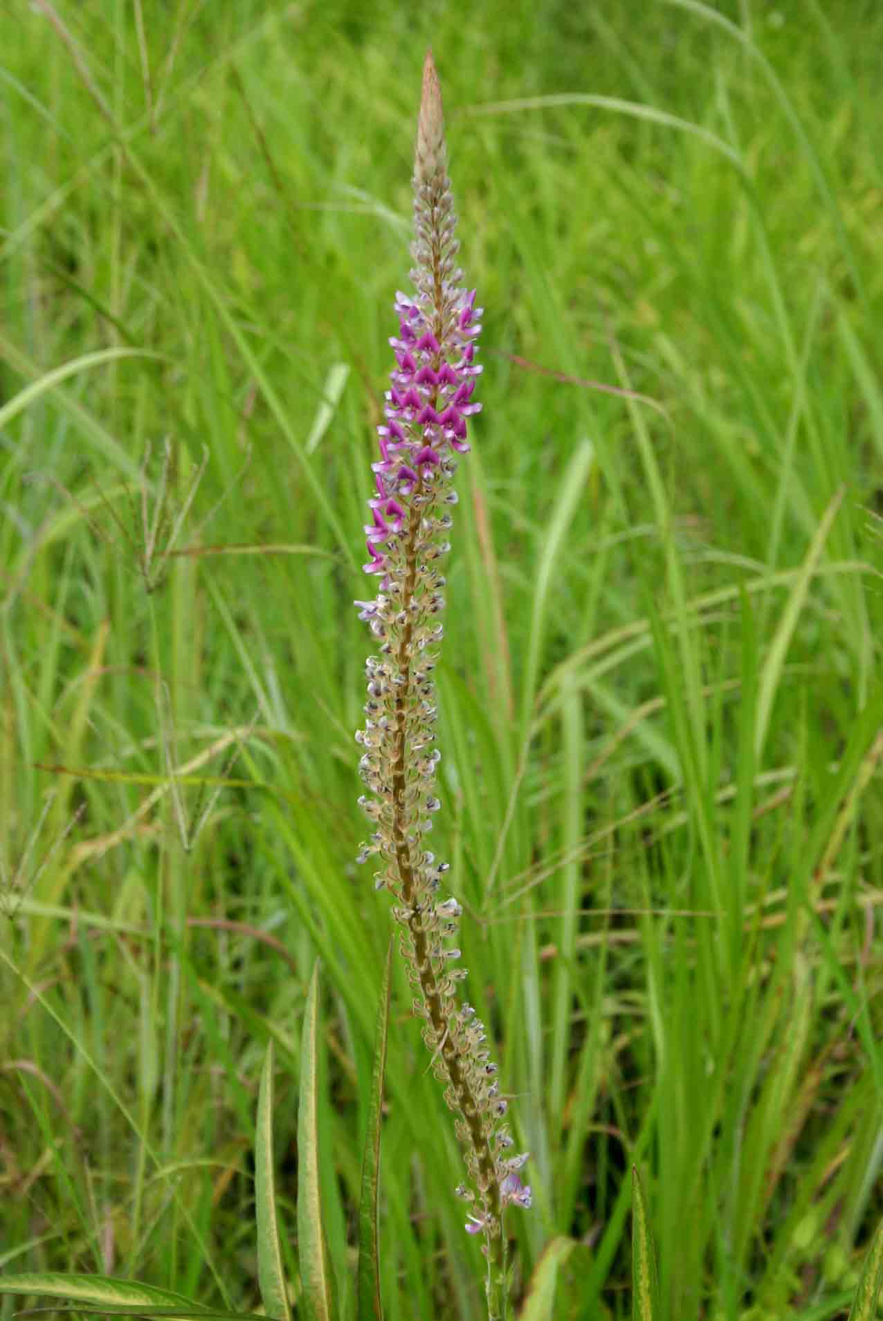 Uraria picta Uraria picta