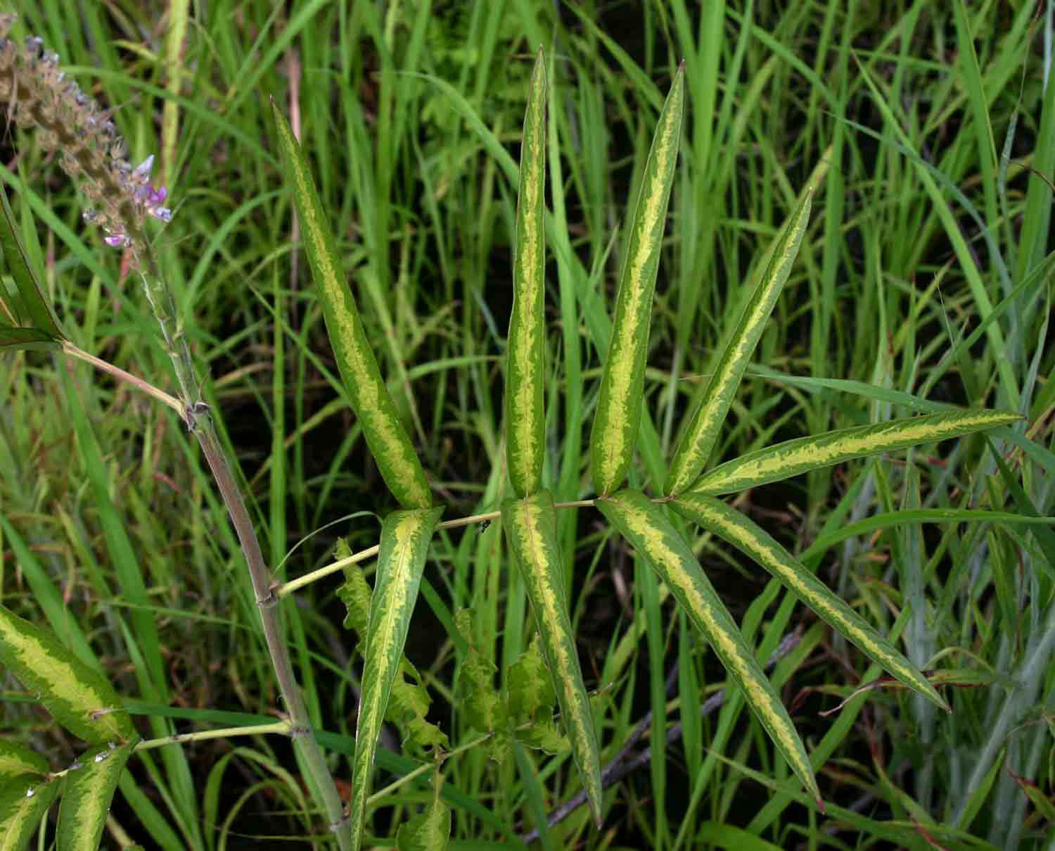 Uraria picta Uraria picta