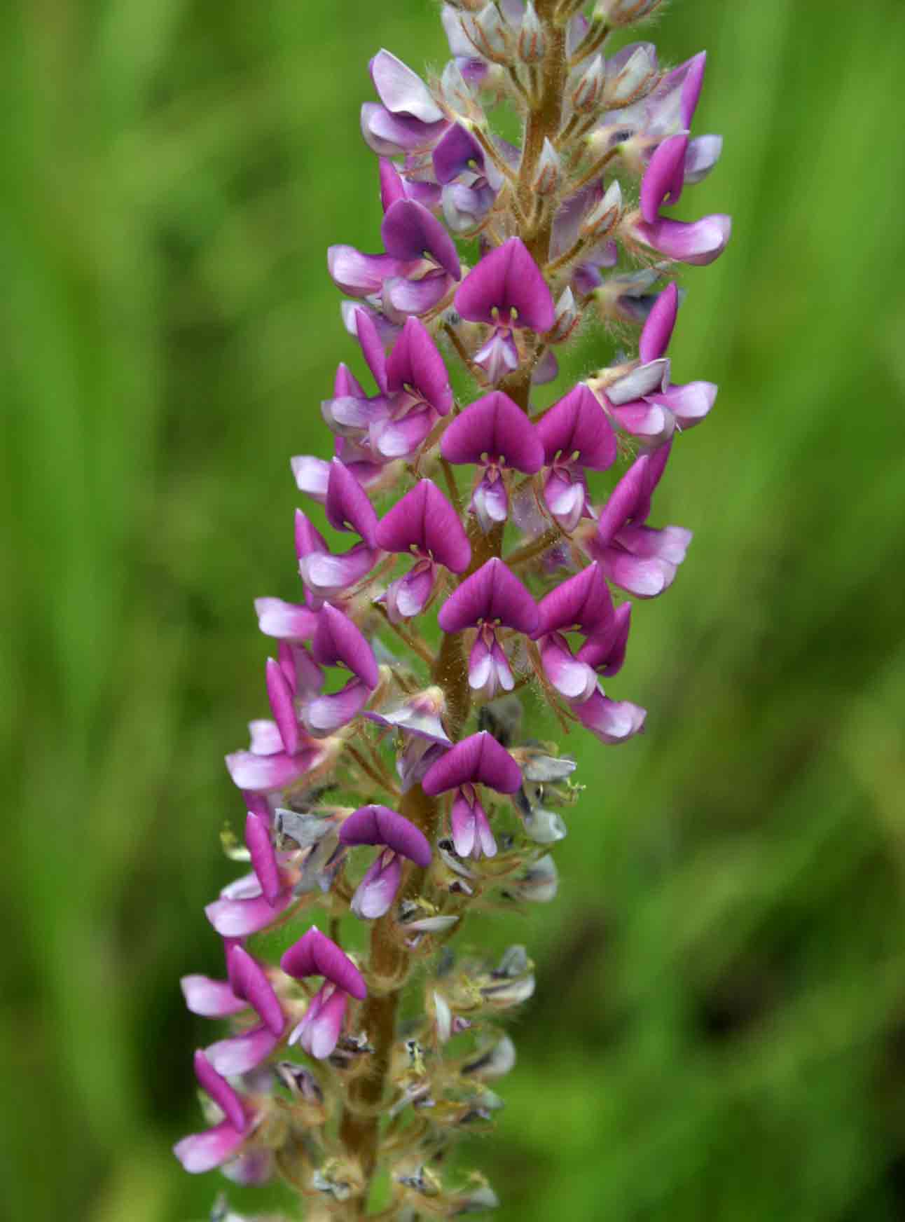 Uraria picta Uraria picta