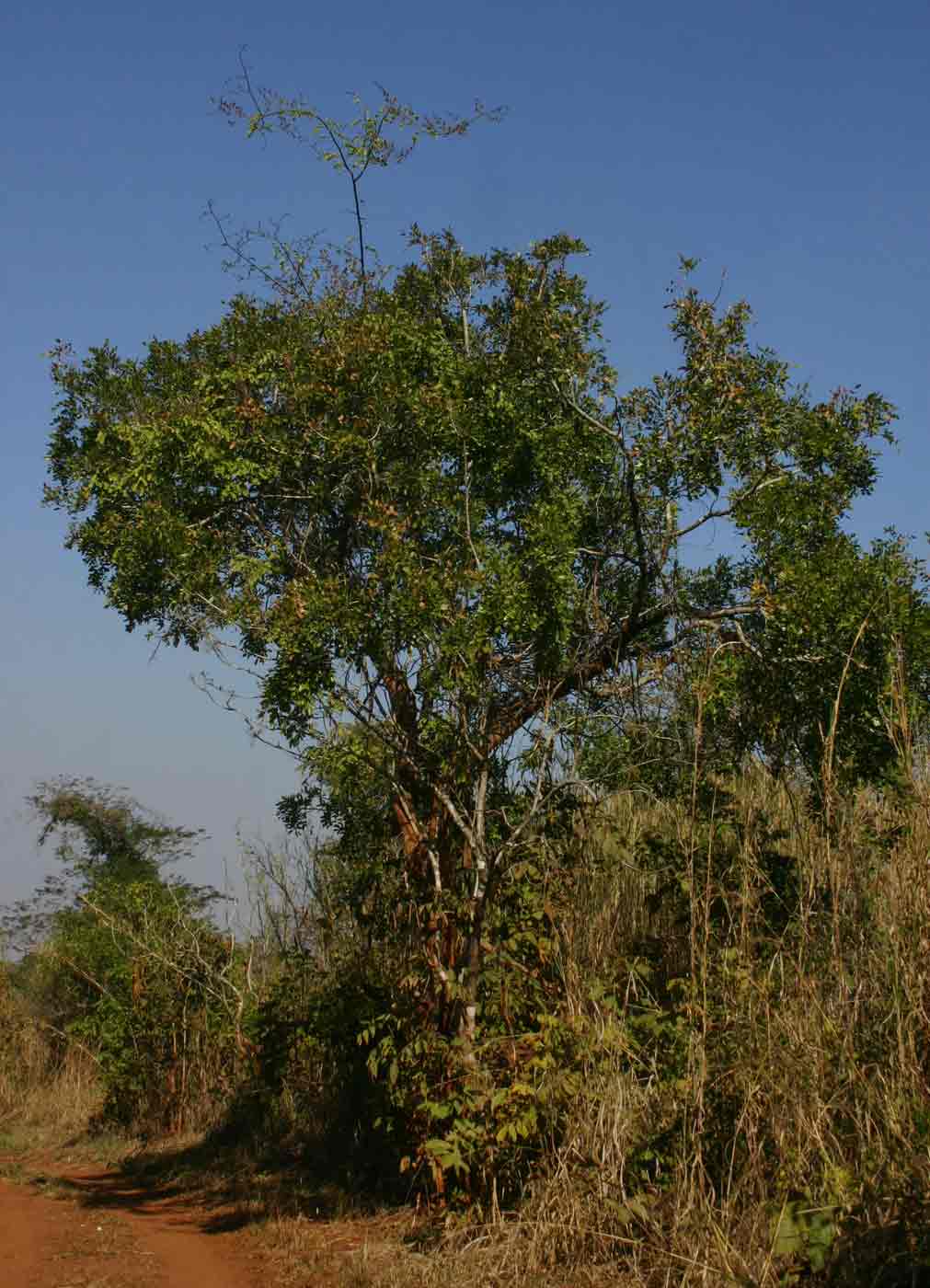 Dalbergia lactea Dalbergia lactea