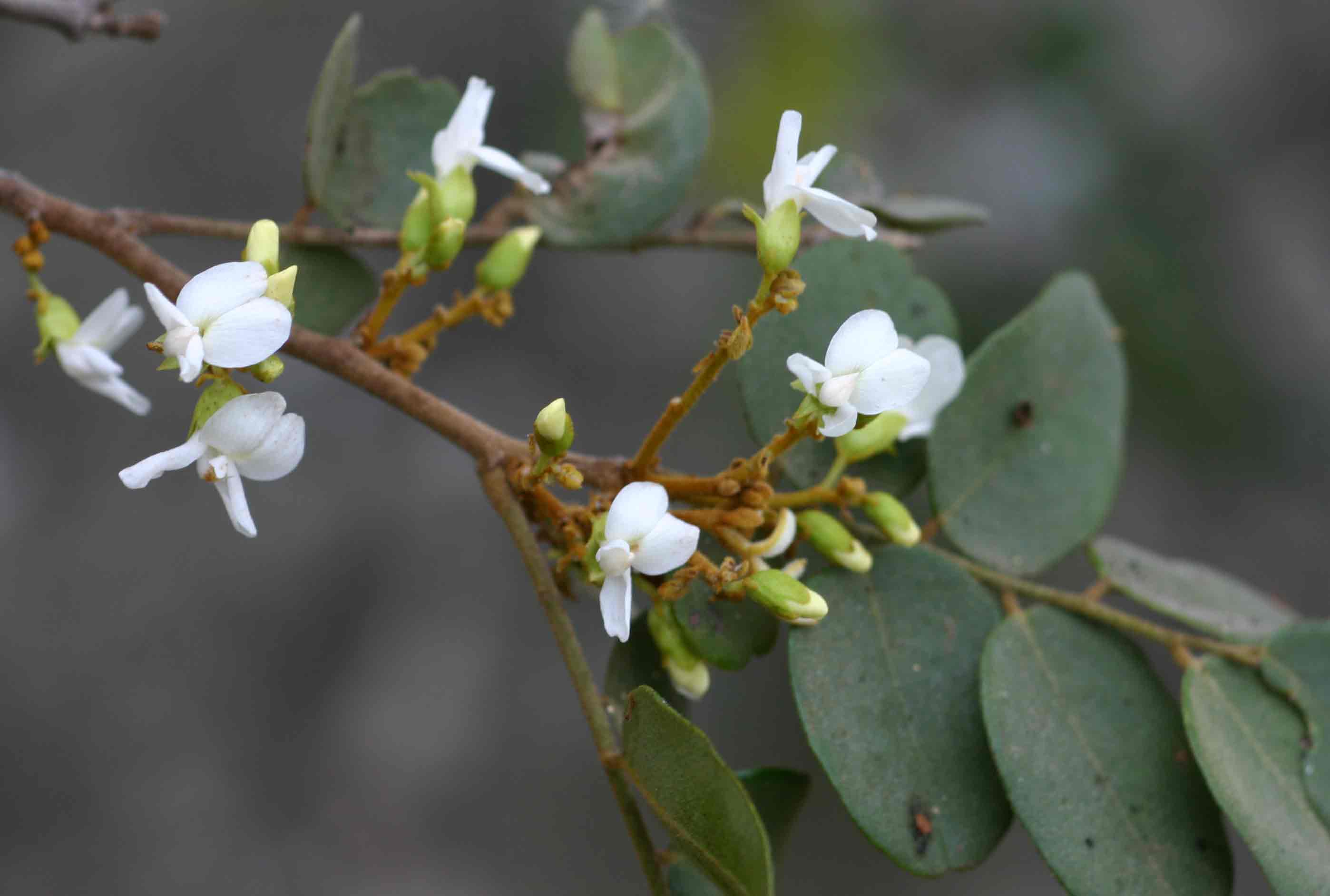 Dalbergia nitidula Dalbergia nitidula