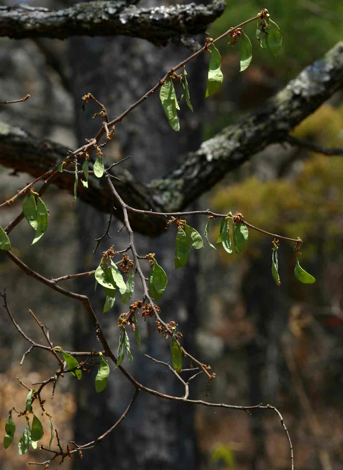 Dalbergia nitidula Dalbergia nitidula