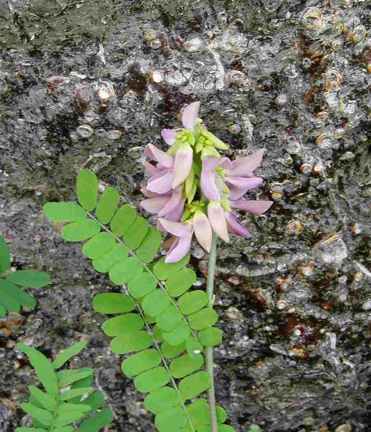 Abrus precatorius subsp. africanus Abrus precatorius subsp. africanus