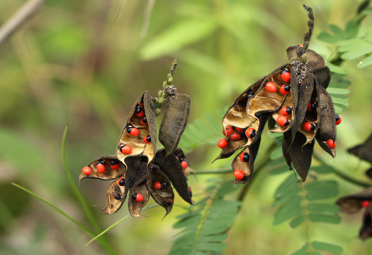 Abrus precatorius subsp. africanus
