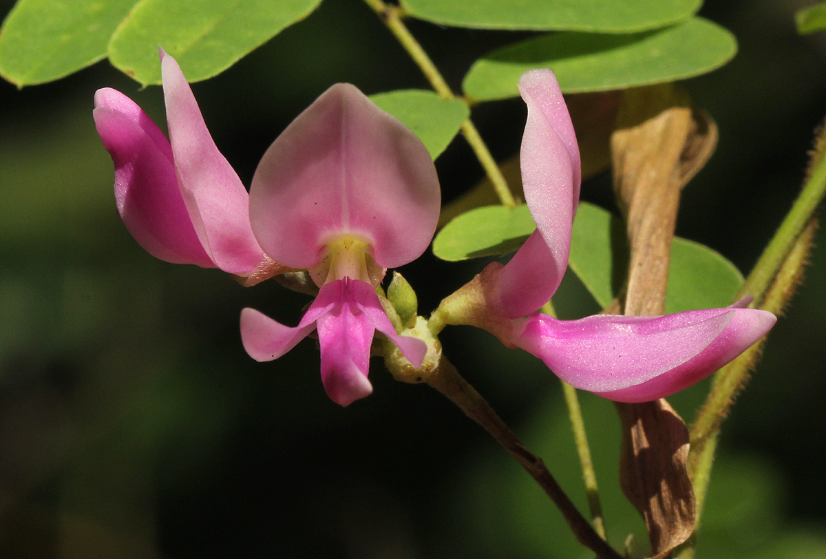 Abrus precatorius subsp. africanus